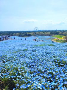 ひたち海浜公園